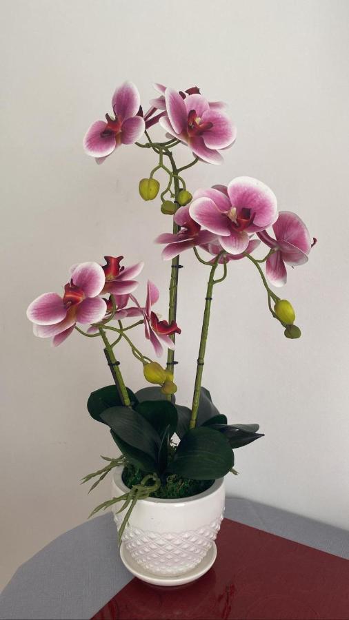 Affittacamere L'Orchidea فنتيميليا المظهر الخارجي الصورة